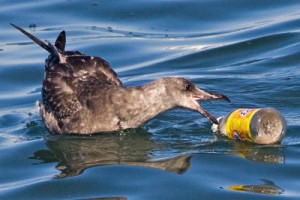 Albatros eating waste