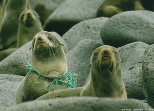 ocean rubbish on a sea lion's neck