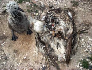 trashmageddon kills the birds