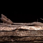 Broken_Stainless_Steel